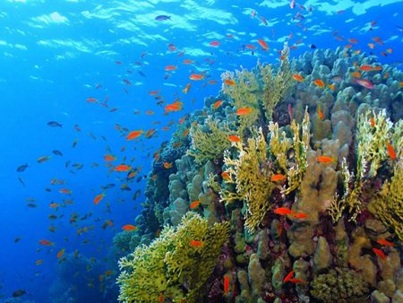 lặn biển ngắm san hô phú quốc