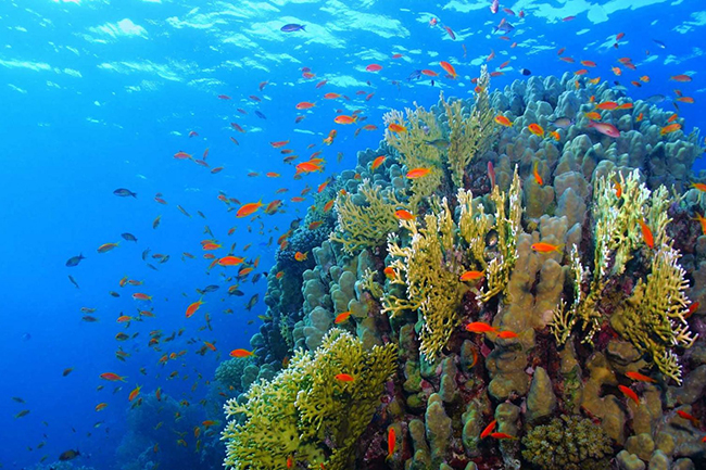 lặn biển ngắm san hô phú quốc