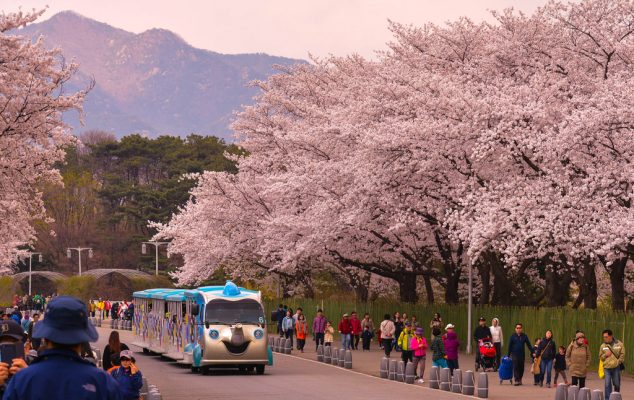 Du lịch Ngắm hoa Anh Đào Hàn Quốc